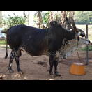 Ein stattlicher Bulle